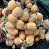 半夏生　オクラとか枇杷とか