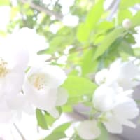 ✨ まっしろで、ふわふわ ✨