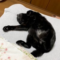 むにゃむにゃヒメ も あくびトノも可愛い！