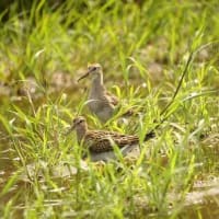 07/05お気に入りの野鳥-4（アメリカウズラシギ）
