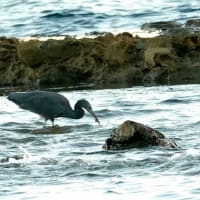 09/17探鳥記録写真-2：狩尾岬の鳥たち②（クロサギの採餌＆飛翔模様、）