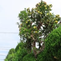 明日から