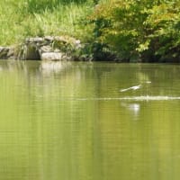 ぶらぶらフォト　大池のコアジサシ