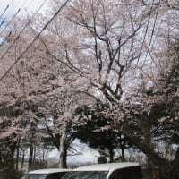 サテライトからこんにちは～桜をみに～