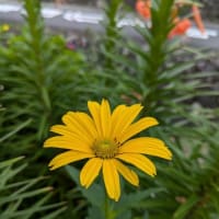 朝はちょっと出掛けました　　　　出雲大社へ参りました part5