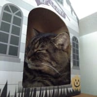 撮らせろよ