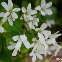 アップを忘れていた花