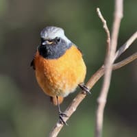 今シーズン最後の撮り・・・・ジョウビタキ・ベニマシコ