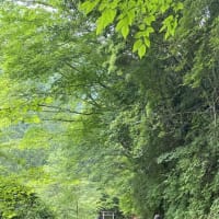 山アジサイの採取