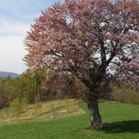 望羊の丘の一本桜🌸＆零号山