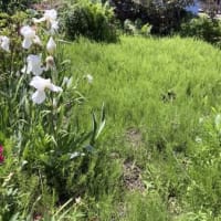 本当に厄介なスギナ