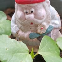 JULIEday前日。棉の双葉から本葉もちらり