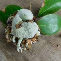 コンニャクの花　広がった花　ポピーとミヤコワスレ　ヤマボウシ　椿の実（？）