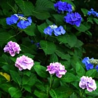 縮景園・ハスの花　250625