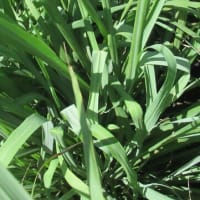 レモングラスの葉の中に
