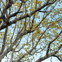 弥生の春分　密蔵院から花と緑の振興センターへ