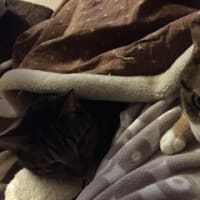 母方の実家へ新年のご挨拶とカニ鍋～♪