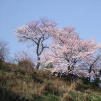 サクラの季節になりましたネッ