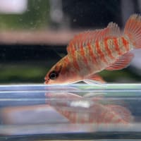 熱帯魚入荷情報！