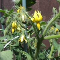 ふじ病棟の夏野菜たち