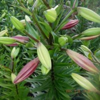 　ユリの花が少しずつ開花し出しました　収獲ズッキーニとミニ大根　お茶畑手伝い