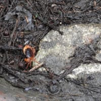 ヒトツボクロに蕾
