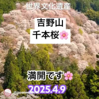 吉野山の千本桜🌸2025.4.9🌸満開です‼️一目千本‼️開花情報 #一目千本 #吉野山 #桜 #開花情報 #お花見 #吉水神社 #yoshino #奈良 #中千本 #千本桜