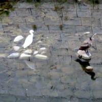水鳥の序列