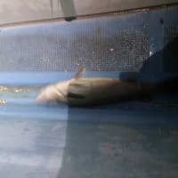 雨後の荒食い