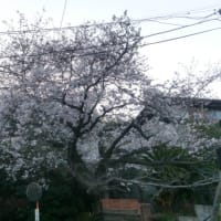 桜♪♪♪