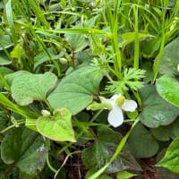 オサンポ walk - 植物plant : ドクダミに白十字 a doku-dami has a white cross flower