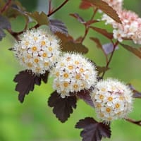お花いっぱい咲いています！