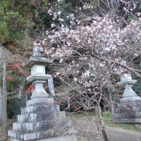 葛上神社鳥居横の桜満開⁉