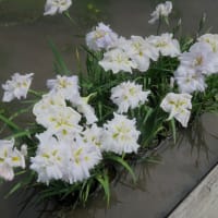 掛川市・加茂花菖蒲園