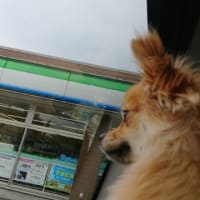 四つ葉のクローバー