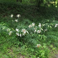 森林公園でアジサイとヤマユリが