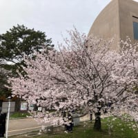 桜の季節 2024