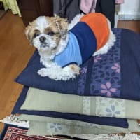 ちょっと疲れたワン