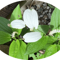 芙蓉～紫陽花～半夏生～檸檬
