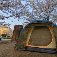 夜桜を見に行ってきました🌸