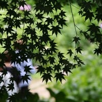 青紅葉のシルエット