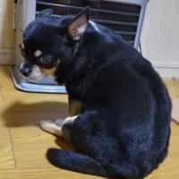 迷いながら揺れ動く女のこころ