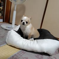高槻プレミアム付商品券を購入しました