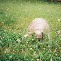 OLYMPUS  XA やり直し！
