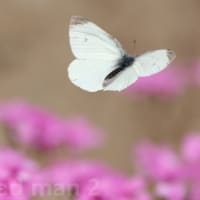 芋片喰に紋白蝶