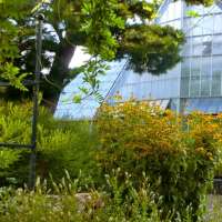 暑い時期の薬用植物　～都立薬用植物園～