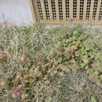 芝生に除草剤散布して二週間除草剤が効いてきた
