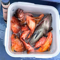F様のイサキ＆根魚釣りのリレー船釣行（川津港）。