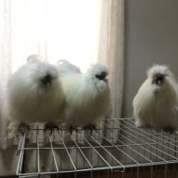 お久しぶりの烏骨鶏3兄弟