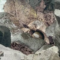 伊豆半島ジオスポット